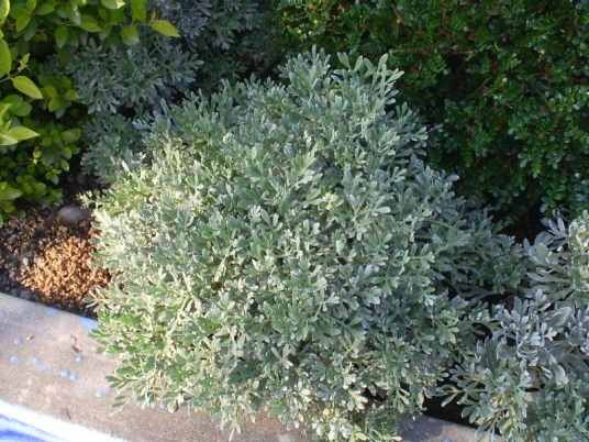 海芙蓉（白花丹科补血草属植物）