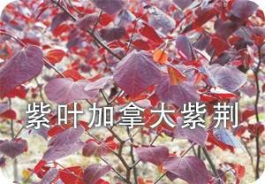 彩叶树种