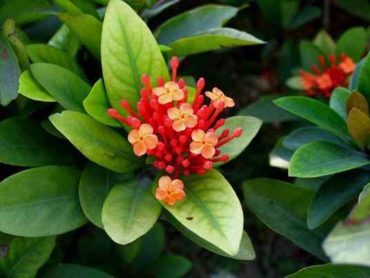 红花茜草