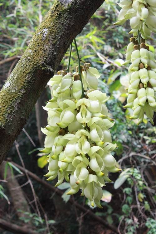 白花油麻藤（豆科黎豆属植物）