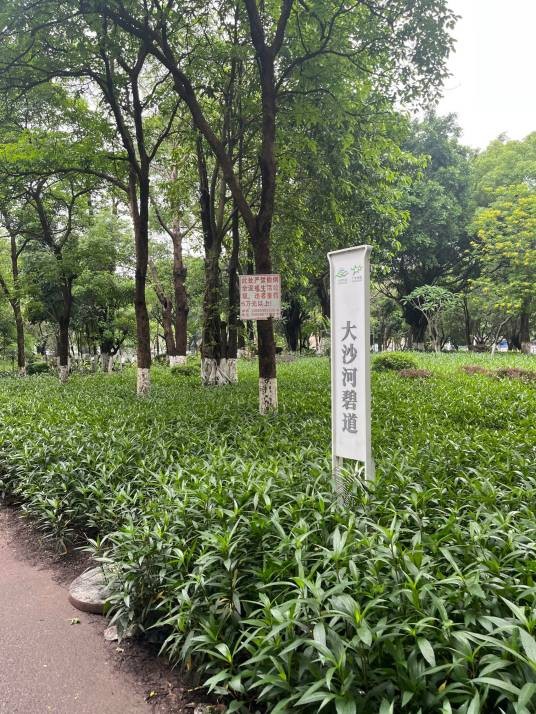 大沙河湿地公园