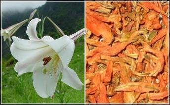 百合花茶