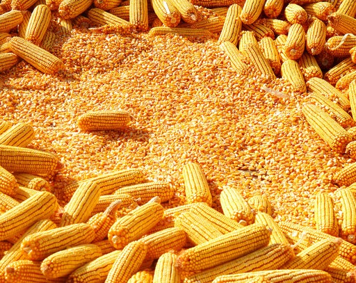 能量饲料