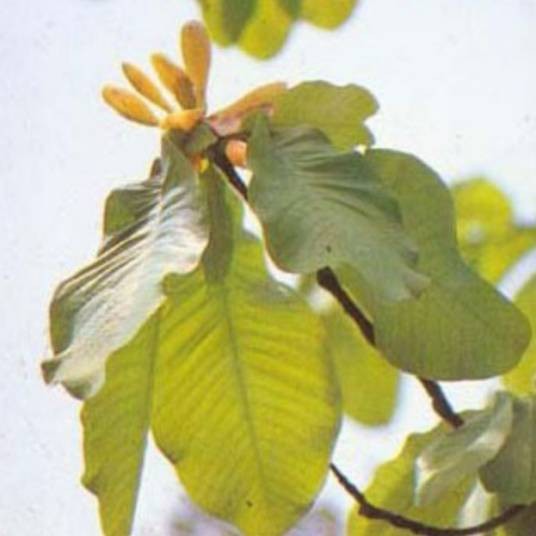 厚朴（木兰科厚朴属植物）