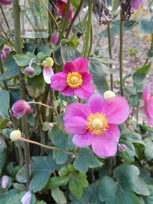 野棉花（毛茛科银莲花属植物）