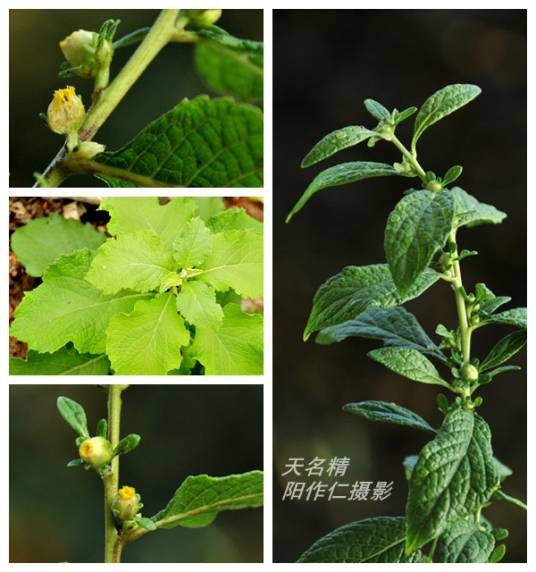 天名精（中药）