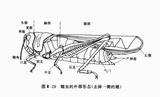 初中生物（中国初中阶段的必修学科）