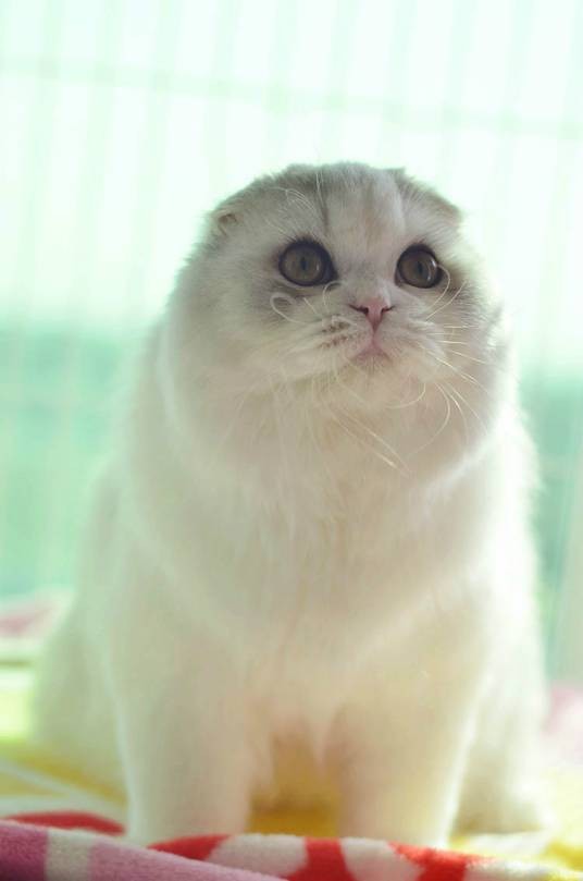 高地折耳猫
