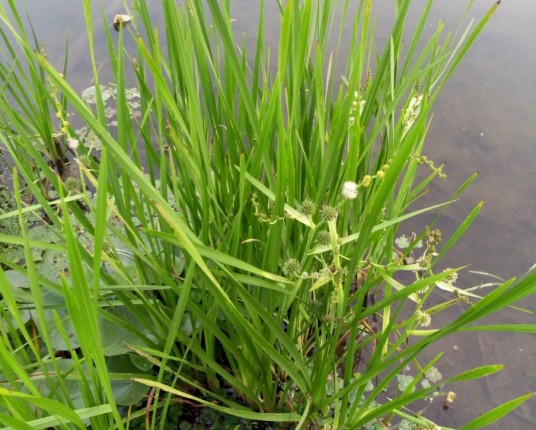黑三棱(香蒲科黑三棱属植物)