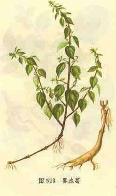 雾水葛（中药）