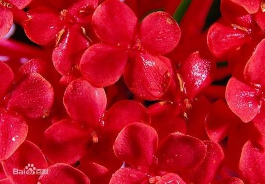 红花提取物