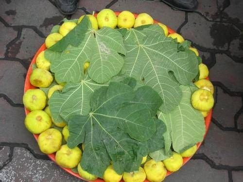 新疆无花果