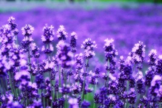 熏衣草花语