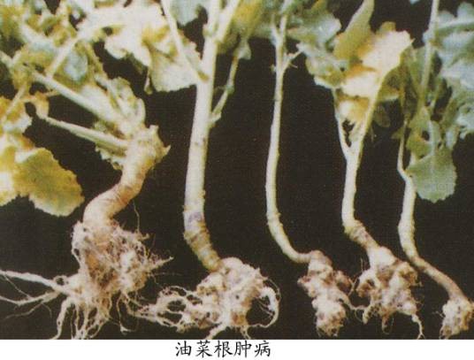 油菜根肿病