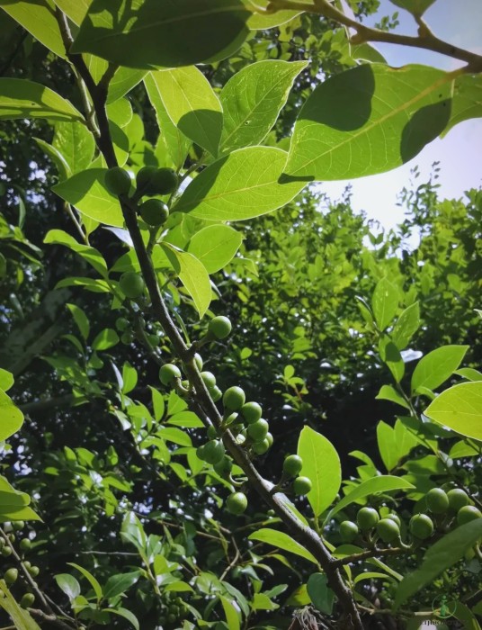 香叶树（樟科山胡椒属植物）