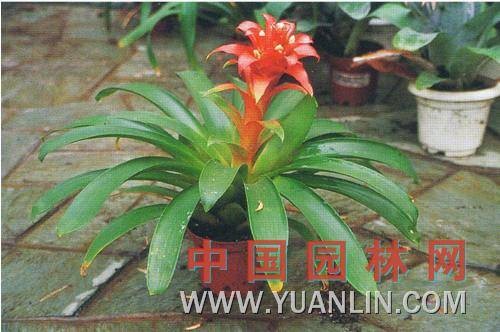 星花凤梨