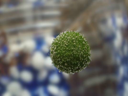 MARIMO