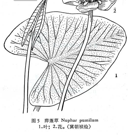 黄金莲（睡莲科萍蓬草属植物）