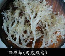 珊瑚草（鸭跖草科植物）