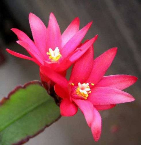 假昙花