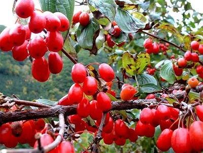 山茱萸（山茱萸科山茱萸属植物）