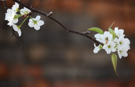一点灵犀（汉语成语）