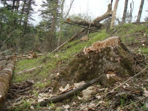 生态破坏