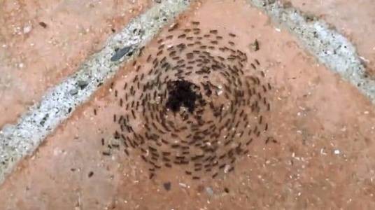 蚂蚁死亡漩涡