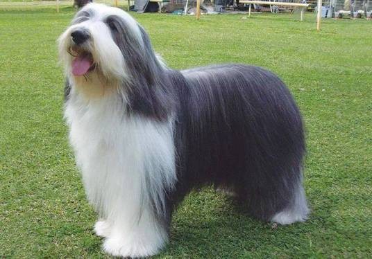 长须牧羊犬