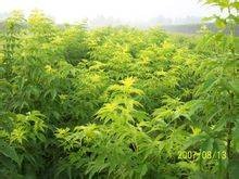 金叶接骨木（金叶美洲接骨木的别称）