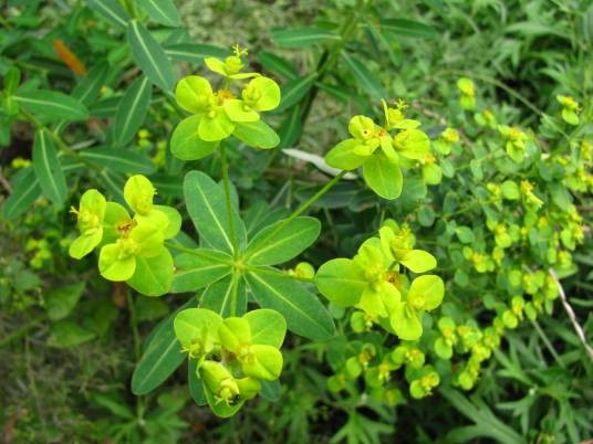 猫儿眼(大戟科大戟属多年生草本植物)