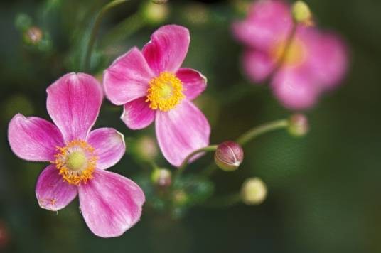 打破碗花花(草药)