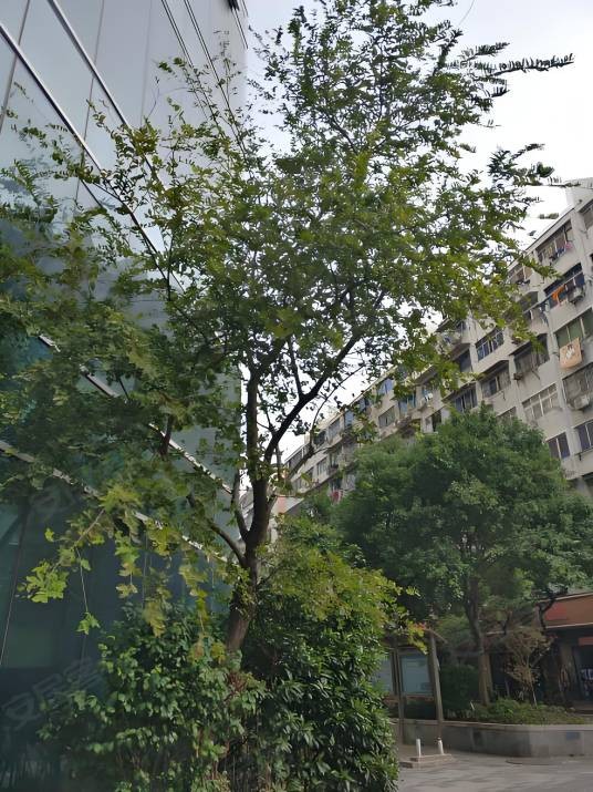 华远帝景天下