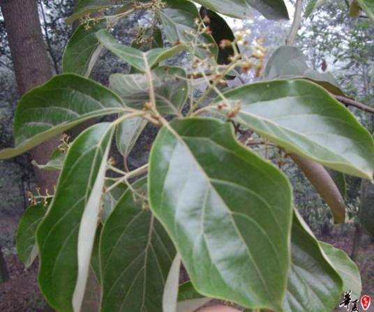 大叶樟（多种植物别称）