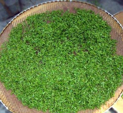 平水珠茶