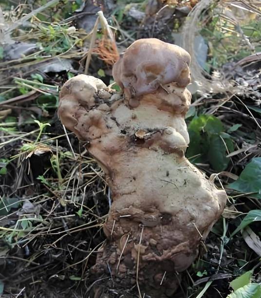 人头菌