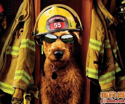 消防犬