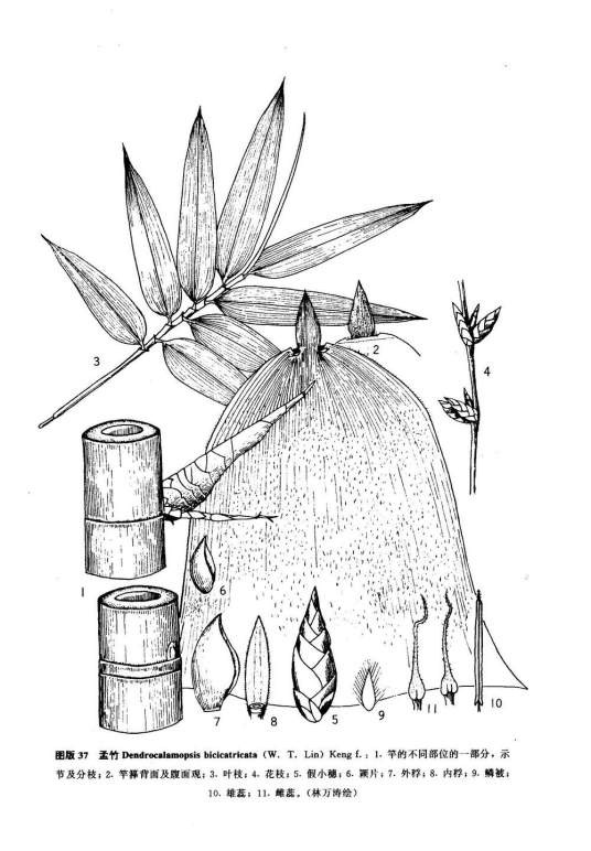 孟竹(禾本科绿竹属植物)