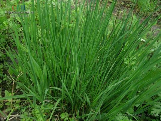 野古草