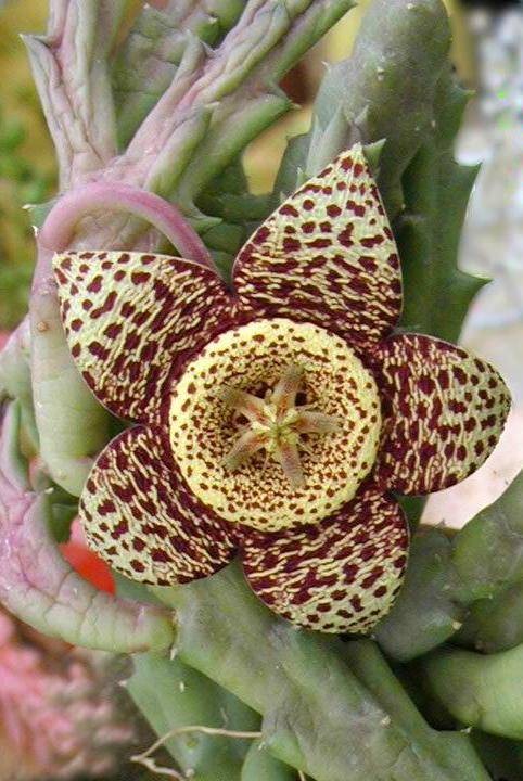 豹皮花