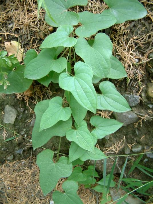 野山药（薯蓣科薯蓣属植物）