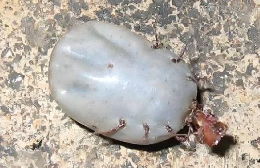 牛蜱