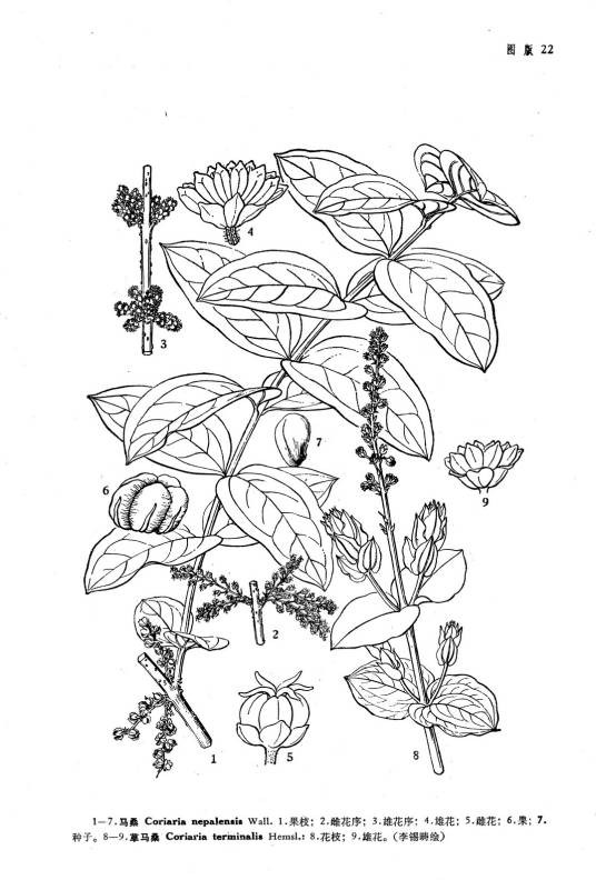 马桑（马桑科马桑属植物）