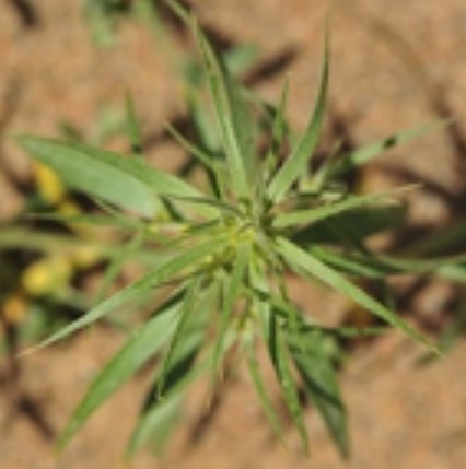 沙蓬(藜科沙蓬属植物)