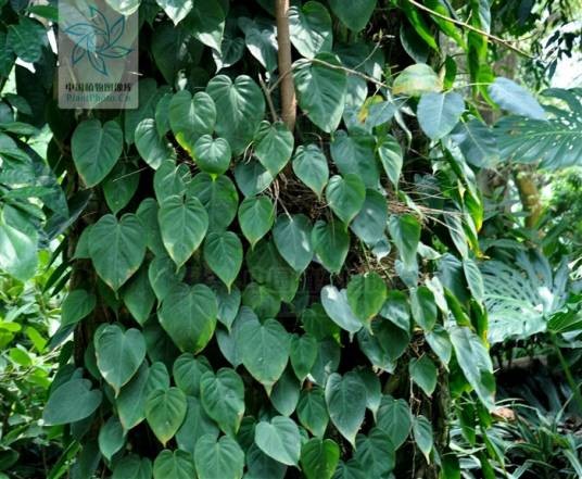 绿萝（天南星科麒麟叶属的一种植物）
