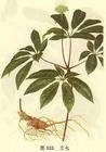 盘龙七（药材名称）
