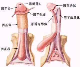 阴茎畸形