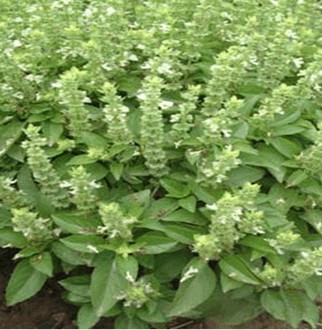 鱼香草