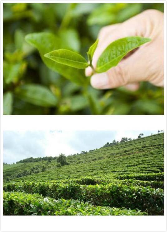 生态茶