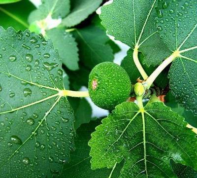无花果叶（桑科榕属植物无花果的叶）